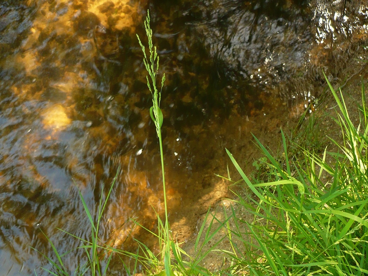 Poa trivialis subsp. trivialis (Poaceae)
